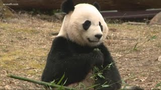 National Zoo hosts 'House warming' party for new panda exhibit screenshot 1