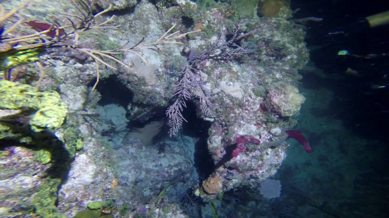 RJ's Ledge - Miami Night Dive - Sep. 2016 with Deco Divers & Tarpoon Lagoon