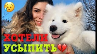 Щенок спасен от усыпления! Каспер.