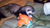 SV.Ferret club