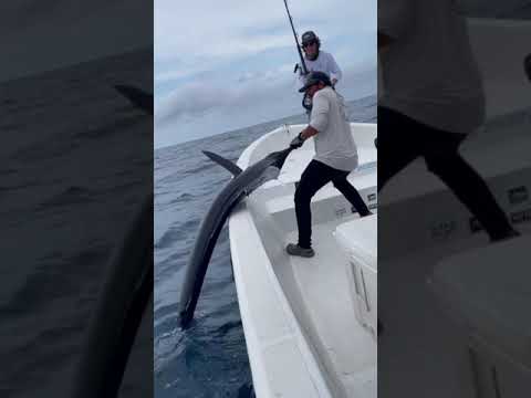 Pesca de Marlin Rayado Gigante!! #shorts