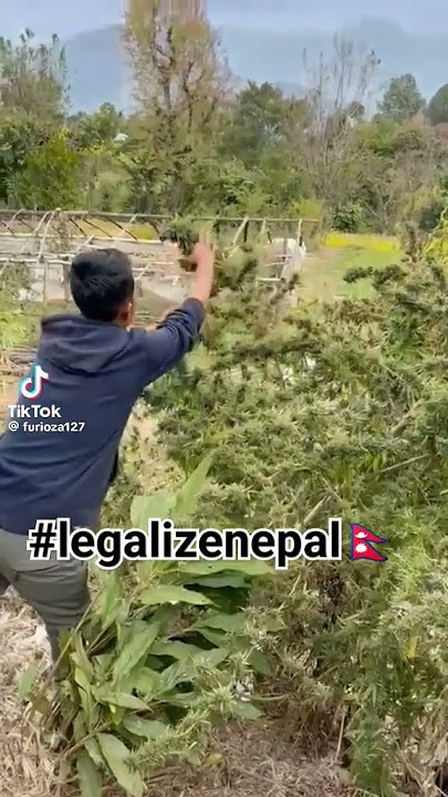 Weed vlogs presents. cannabis in nepal. #bhang #malana #india #rolpa #karnali #bhaang #charsi #rukum