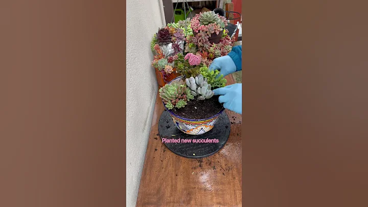 Redoing an old succulent arrangement 🪴#succulent #shorts - DayDayNews