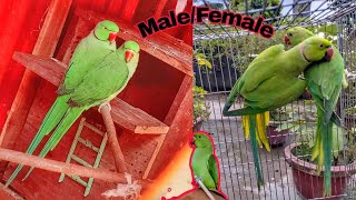 টিয়া পাখি নর মাদি চেনার উপায়। parrots male female.