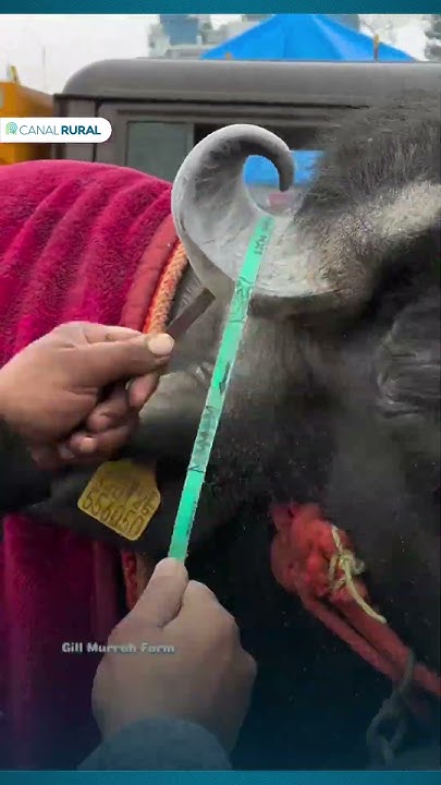 Búfalo é depilado e preparado para exposição