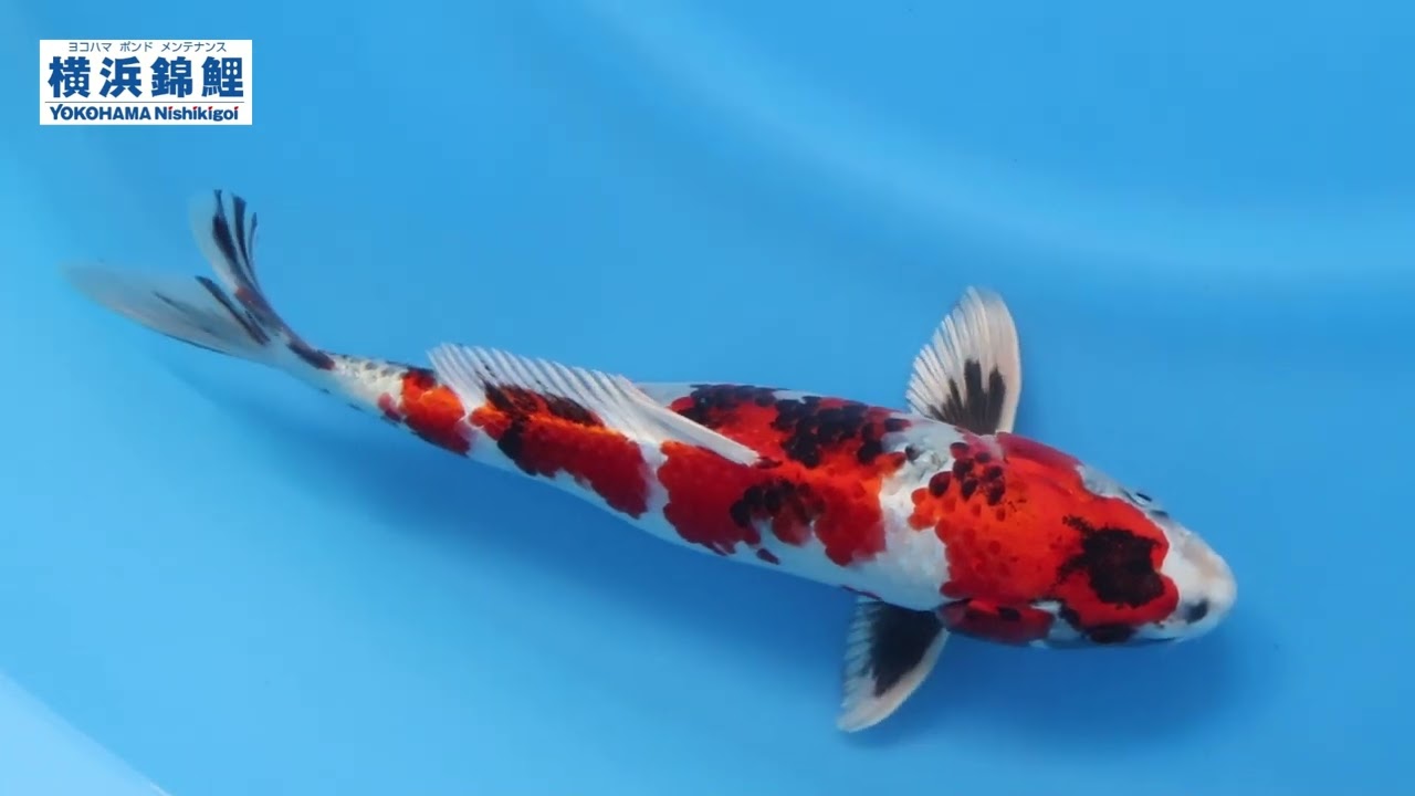 錦鯉３匹　35㎝前後　その② 錦鯉 MIX (M) 3匹 13〜16cm前後 ニシキゴイ 鯉 色鯉 : エムワイ