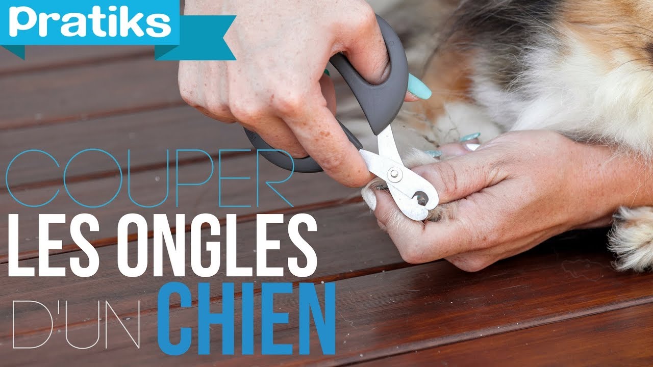 Conseils Véto Comment Couper Les Ongles Dun Chien