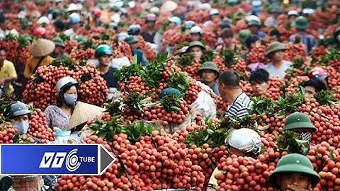 Vải Lục Ngạn sẽ không sang Trung Quốc? | VTC