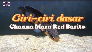 Ciri-ciri Dasar Ikan Channa Red Maru Barito ‼️#hobichanna​#hobiikanhias​#hobiikanpredator
