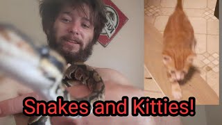 Snakes and Kittens!