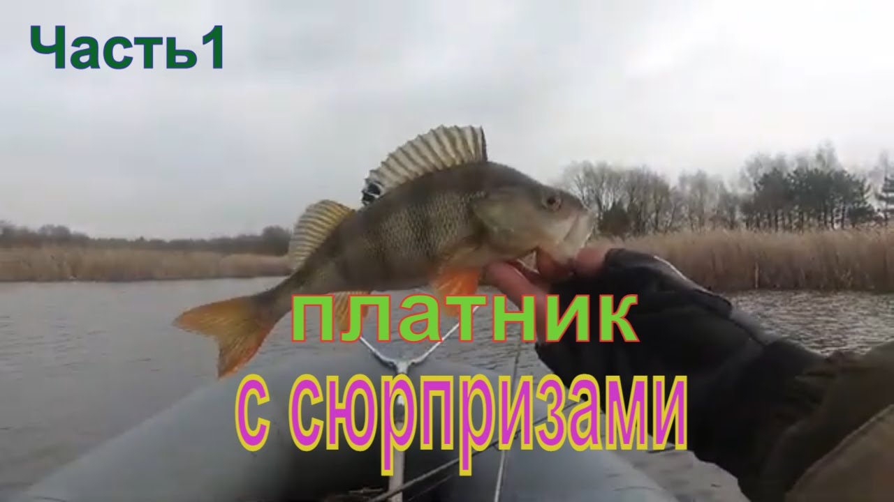 КАРАСЬ на рака NIMBLE CRAZY FISH. Рыбалка с лодки.