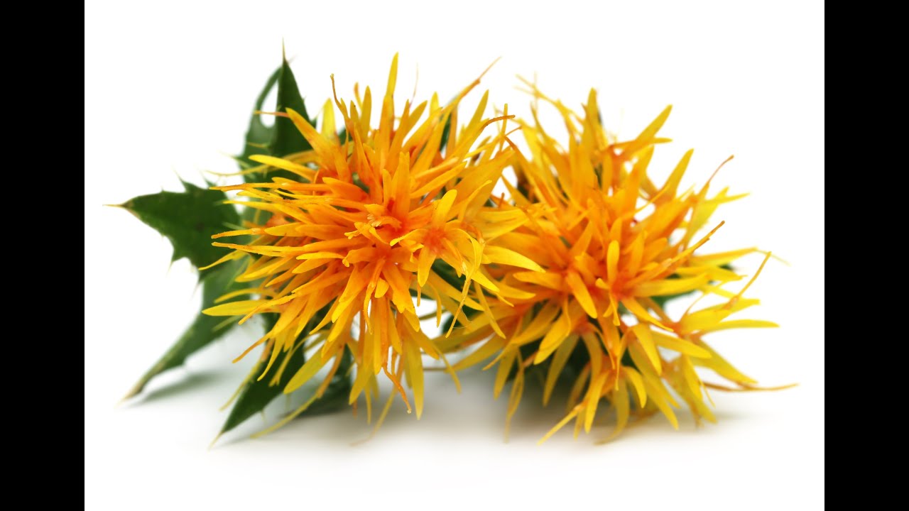 Hydresia® Oleosome Technology by Botaneco