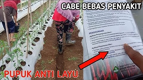 WAJAR CABE KAMU BANYAK YANG LAYU.!! TIDAK KOCOR PUPUK INI.!!!