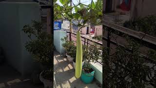 Chhat par lauki #garden #plant#garden #viral #gardening #farming