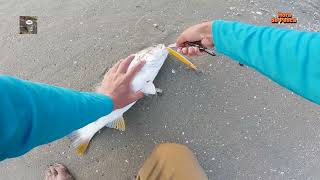 PESCA de CORVINAS Y LENGUADOS en PLAYA de arena. || How to fish for flounder with bait.