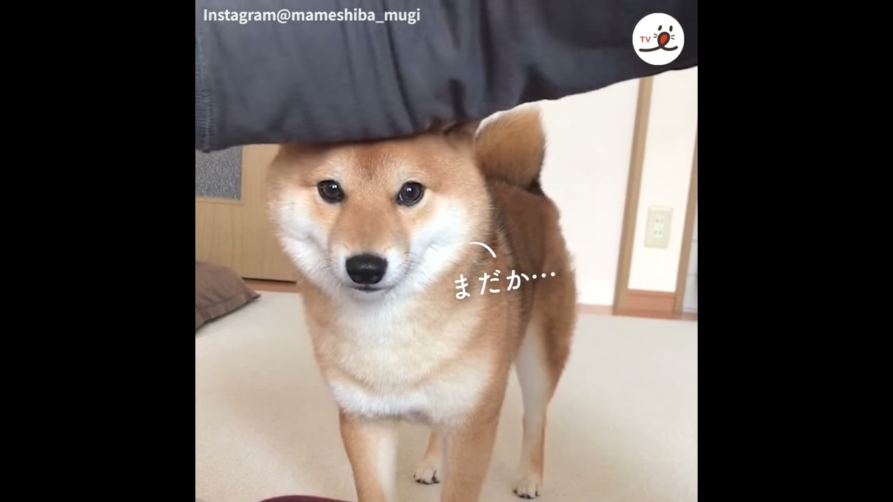 Shiba Dog's Eyes Say It All: I Want to Play! [PECO TV] - YouTube
