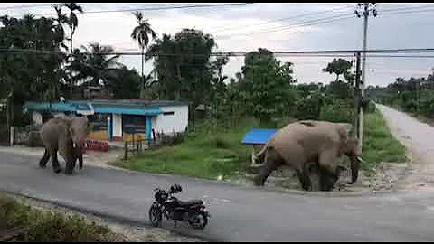 elephant in Nepal jhapa