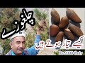 Chilgoza | Pines Nuts | chilas | Tanoli k humsafar