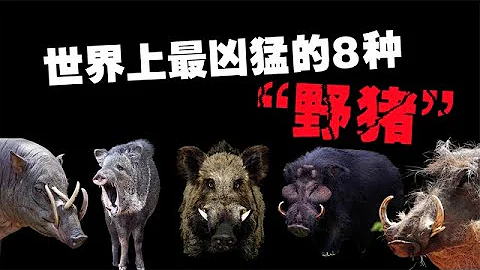 世界上最兇猛的8種野豬，外表低調戰鬥力極強！你見過可以單挑老虎的豬嗎？ 【黑土日記】 - 天天要聞