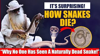 SURPRISING FACT! Why No One Has Seen A Snake That Died Naturally? A Lesson To Be Leaned | Sadhguru