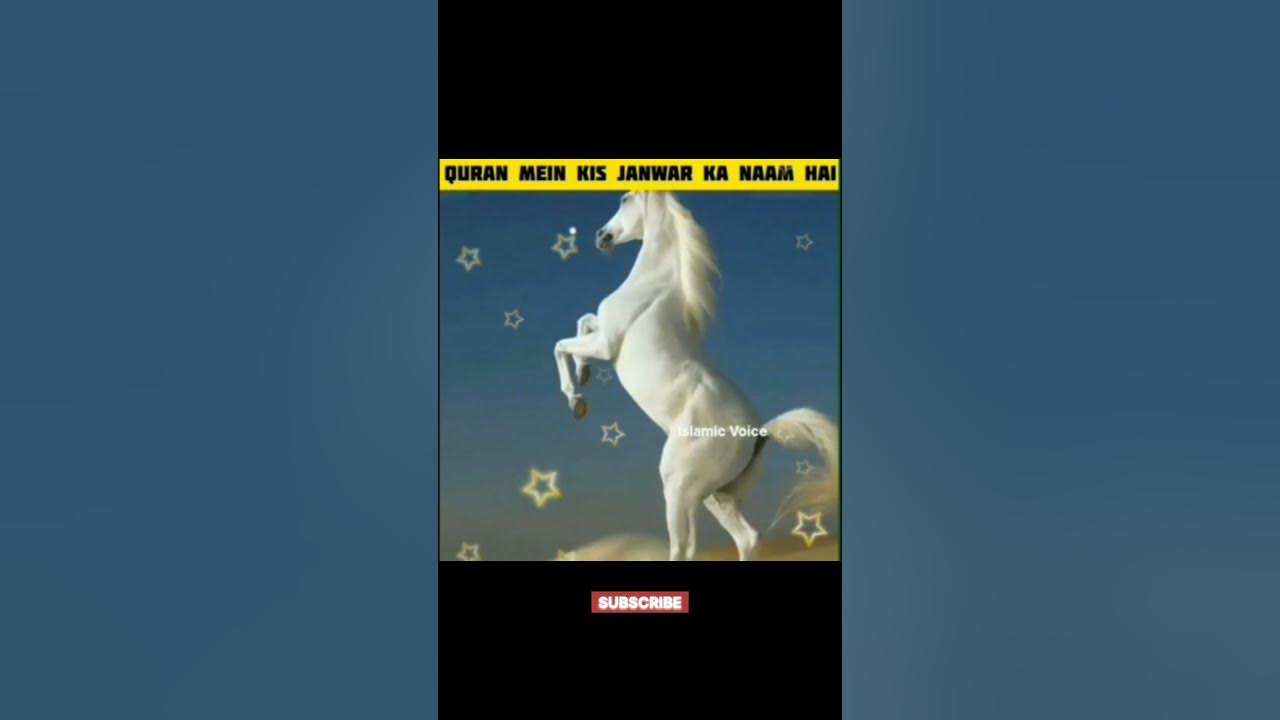 quran-mein-kis-janwar-ka-naam-hai-shorts-youtube