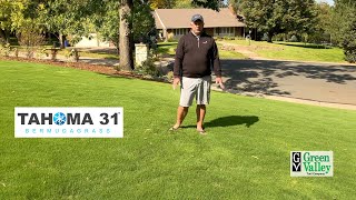 Tahoma 31 Steves Front Yard