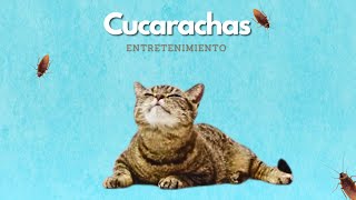 videos para #gatos  | Cucarachas