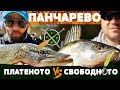 ПАНЧАРЕВО платеното VS свободното! Риболов на щука, шаран, бяла риба,  пъстърва, костур и платика