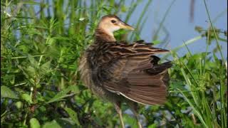 Watercock I Gallicrex Cinerea I Birds of Andamans #NatureattheBest