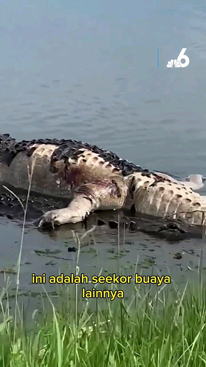 Buaya Putih Mengapung 🐊 #shorts
