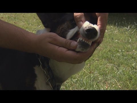 Vidéo: Comment puis-je empêcher mon chien d'approcher les gens?