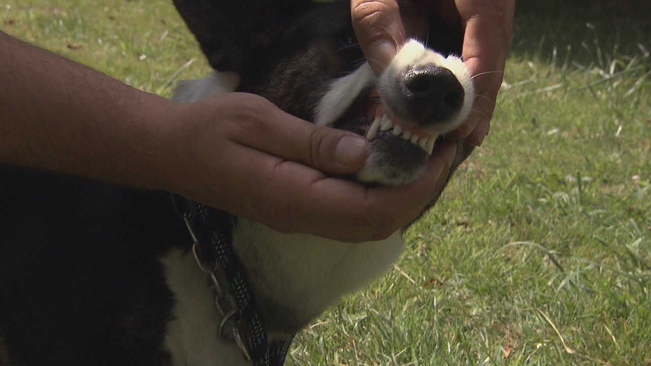 Comment éviter Les Morsures De Chien