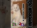 AYIP BE OĞLUMMM 🌝🌞☀️🌈❤️😃😂😜😄😄🤪😆😂🤣😅😅😆😁 #cat #oğlum #komik