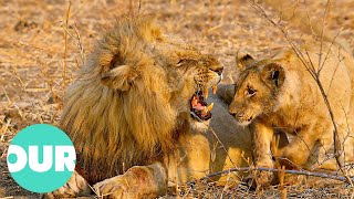 Lion Country: Two Lion Prides Fight Over Territory | Our World