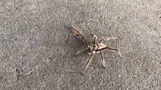 Huntsman Spider - Australia (closeup)