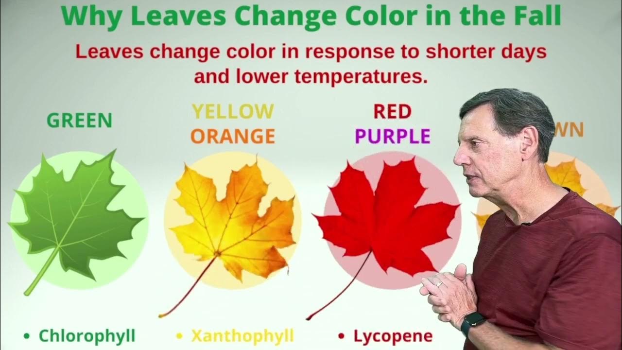 what-causes-leaves-to-change-color-weather-classroom-youtube