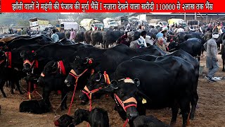 झाँसी वालों ने महंगी की पंजाब की मुर्रा भैंसें नज़ारा देखने वाला I Top Murrah Buffalo Purchaser