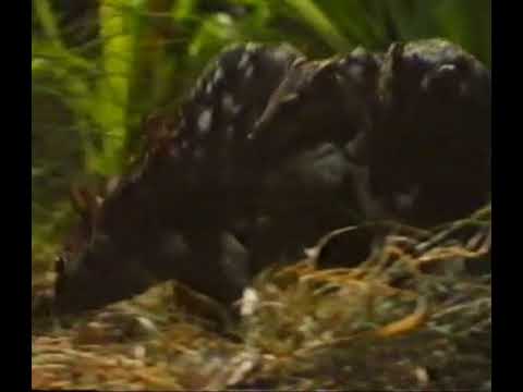 camera iphone 8 plus apk Northern Quoll - ABC tv