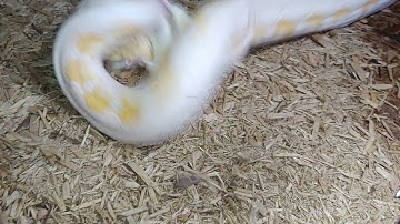 Rapunzel - White Albino SunTiger Reticulated Python - Feeding before Shed