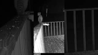 Two Fluffy Racs Roaming The Deck. One Walking The Plank.