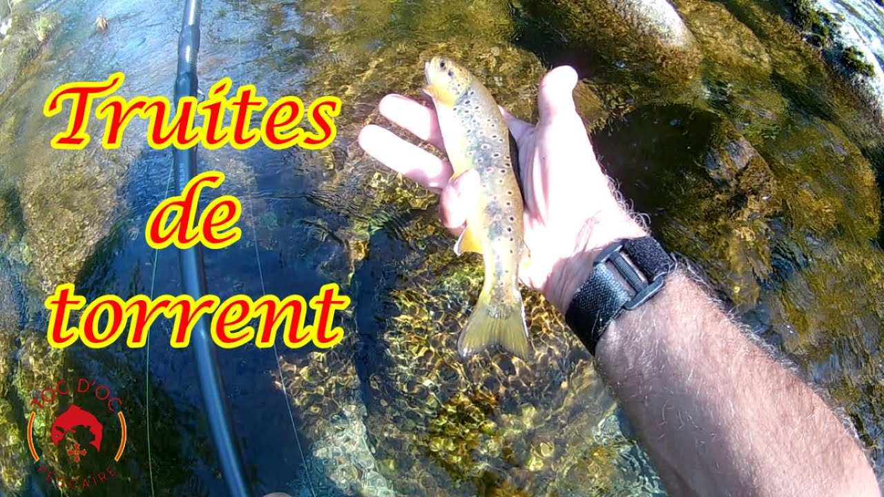 Truites de torrent en Nymphe au toc