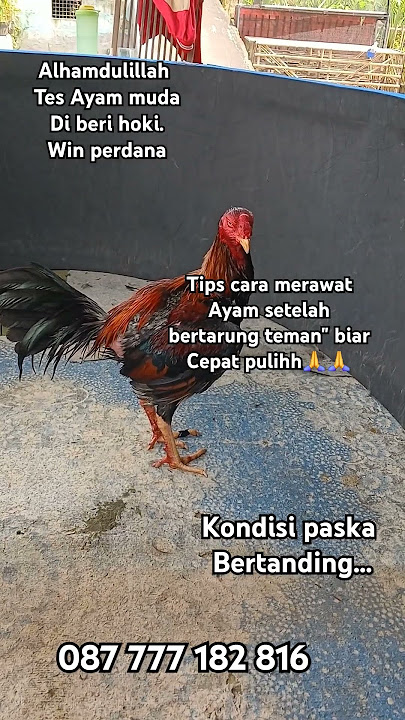 Ayam Pama   Mangon Win perdana tabrak gandeng#ayampama#ayammangon#ayam#viralvideo#funny#freefire#fyp