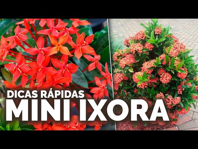 Mini ixora: acompanhe dicas exclusivas para deixar essa planta perfeita