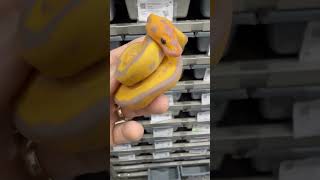 Banana Leopard Clown Ball Python looking fantastic after shed!  #ballpython #ballpythonbreeder