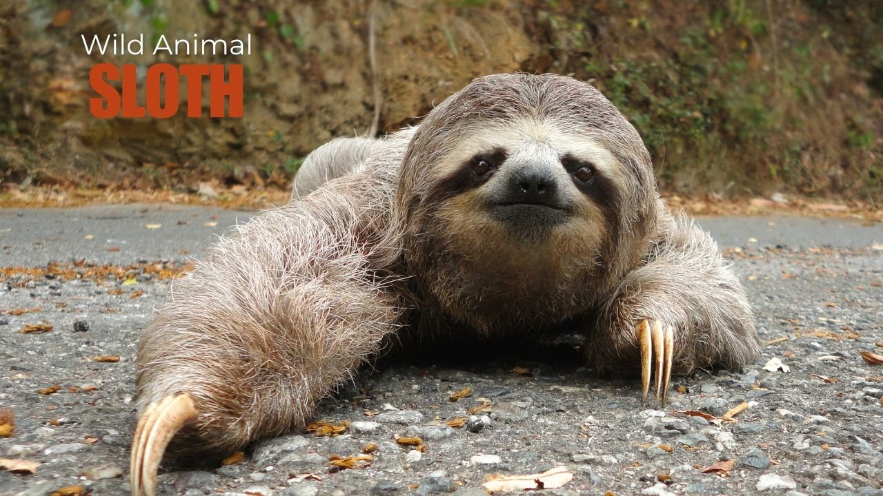 Slow-moving animal Sloth In the World with Healthy Meditation Music and Songs for Relaxation