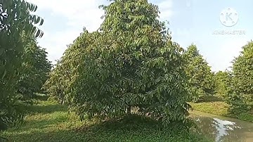 làm sao để có một cơi đọt thật đẹp đẽ làm bông