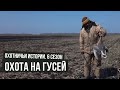 Охота на гусей \ Охотничьи истории \ #11