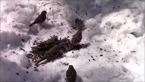 Audio Visual Catnip April 2018