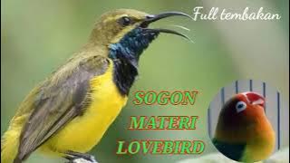 SOGON ISIAN LOVEBIRD full tembakan