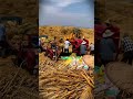 Village farmers harvest wheat still using simple methods #shorts